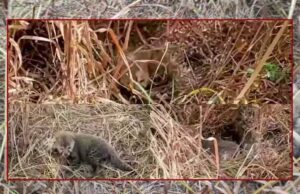 कूनो से आई एक और खुशखबरी, चीता निर्वा ने पांच शावकों को दिया जन्म