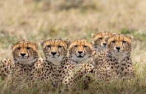 आज चीते प्रभाष और पावक को मिलेगा नया घर, कूनो से गांधीसागर होंगे शिफ्ट, गांधी सागर के बाद गुजरात में शिफ्ट होंगे