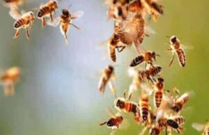 BSP माइंस में मधुमक्खियों का हमला: 11 कर्मचारी घायल