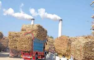 कैलारस शुगर मिल नए साल से पहले हो सकता है चालू, 10 हजार किसान देंगे गन्ना