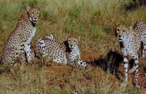 कूनो नेशनल पार्क: वीरा के एक शावक की खुले जंगल में मौत, 24 घंटे पहले हुआ था रिलीज