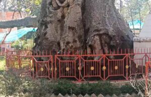 5 हजार साल पुराने पारिजात वृक्ष पर संकट: यूपी में ‘देव वृक्ष’ बीमार, इलाज में जुटे वैज्ञानिक
