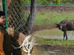 और खूबसूरत हुई एमपी की वाइल्ड लाइफ, सीएम डॉ. मोहन ने रिलीज किए 4 जंगली भैसें, ईको-सिस्टम पर होगा इतना असर