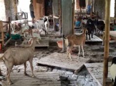 Bihar में हैरान करने वाला घोटाला: बकरी को बकरा बनाकर बेच रहे कसाई, फेविक्विक से किया लिंग बदलने का खेल