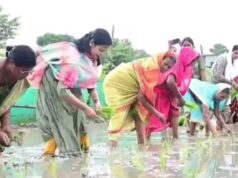 वैशाली की डीएम वर्षा सिंह खेत में उतरीं, किसानों संग की धान रोपनी
