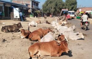 सड़कों पर पशुओं के कारण होने वाली दुर्घटनाओं को रोकने के लिए समाज की भागीदारी सुनिश्चित होगी