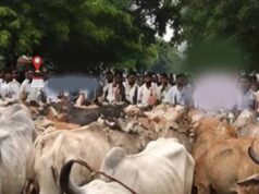 मवेशियों को लेकर पहुंचे किसान, रास्ते में ही हुआ समस्या का समाधान