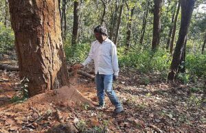 डिंडौरी में डेढ़ लाख पेड़ों की कटाई का लक्ष्य, अब तक सिर्फ 4516 पेड़ कटे