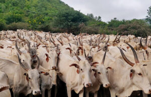 मुख्यमंत्री डॉ. मोहन यादव ने डॉ. भीमराव अंबेडकर कामधेनु योजना की दी सौगात