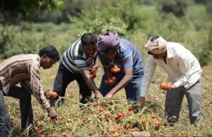 उद्यानिकी के साथ खाद्य प्र-संस्करण हब के रूप में उभरा मध्यप्रदेश