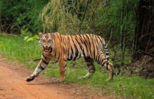 बांधवगढ़ टाइगर रिजर्व से लगे पिपरिया गांव के समीपी जंगल से बड़ी घटना, 14 साल के बच्चे को उठा ले गया बाघ