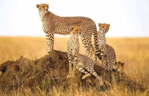 चीतों का पुनर्वास प्रकृति से प्रगति और प्रगति से प्रकृति के संरक्षण की दिशा में बड़ा कदम : मुख्यमंत्री डॉ. यादव