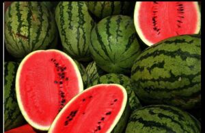 इंदौर में नगर निगम के खिलाफ किसानों का गुस्सा फूटा, अपने कपड़े उतारे और तरबूज को फेंका सड़क पर