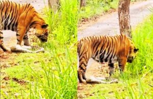 बांधवगढ़ नेशनल पार्क में घास खाता दिखा टाइगर, नजारा देख हैरत में पड़े पर्यटक