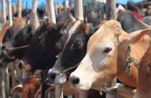 ग्वालियर की आदर्श गौशाला में गोबर से बन रही CNG, गौशाला को रोजाना हो रही 1 लाख की इनकम