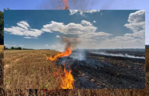 छतरपुर में नरवाई की आग से दो गांवों में तीन दर्जन घर जल गए, 65 साल की महिला की मौत