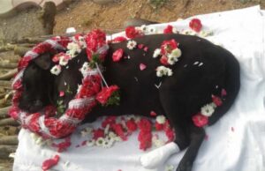 इंदौर में अब जानवरों का भी होगा अंतिम संस्कार, नगर निगम ने हरियाणा की कंपनी से कॉन्ट्रेक्ट साइन किया