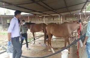 हैदराबाद से जबलपुर लाए घोड़ों की मौत, कलेक्टर ने जांच के लिए दोबारा गठित की टीम