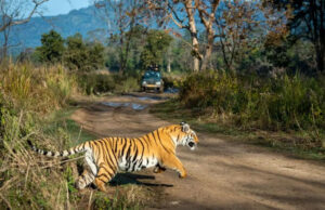 रिपोर्ट : मध्य प्रदेश का कान्हा नेशनल पार्क उत्तराखंड के जिम कार्बेट को हरा बना नंबर वन, शाकाहारी वन्यजीव की है भरमार