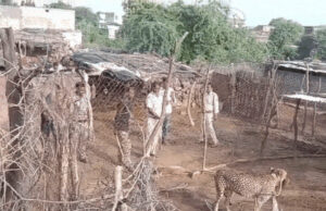 रणथंभौर से मादा चीता ज्वाला का रेस्क्यू, आबादी में बकरियों का शिकार करने पर कूनो भेजा गया