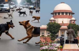 बच्चे मर रहे हैं… सुप्रीम कोर्ट में डॉग लवर्स पर भड़के SG तुषार मेहता