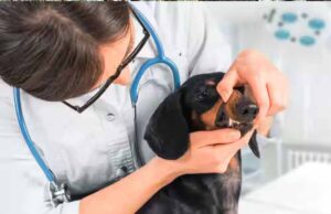 NEET में 144 अंक लाने वाले भी बनेंगे पात्र, वेटरनरी UG कोर्स काउंसलिंग में मिल सकेगा मौका