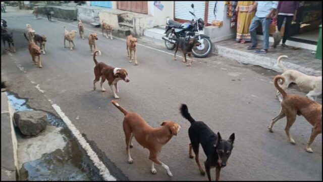 dog-4.jpg