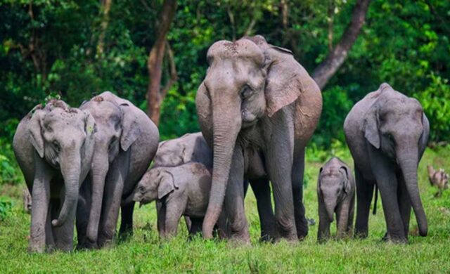 elephantsA_27_3.jpg
