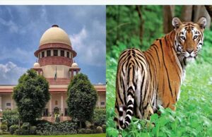 टाइगर शिकार पर सुप्रीम कोर्ट सख्त! MP-महाराष्ट्र से 4 हफ्ते में जवाब तलब, लगे संगठित शिकार के आरोप