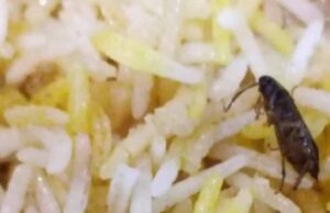 अम्बिकापुर : रेस्टोरेंट की बिरयानी में निकला कॉकरोच मामला, खाद्य एवं औषधि विभाग ने की कार्यवाही