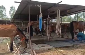 जबलपुर: 19 घोड़ों की मौत, मालिक और हैदराबाद कंपनी पर पशु क्रूरता का केस