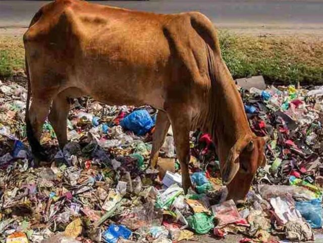 cow.jpg