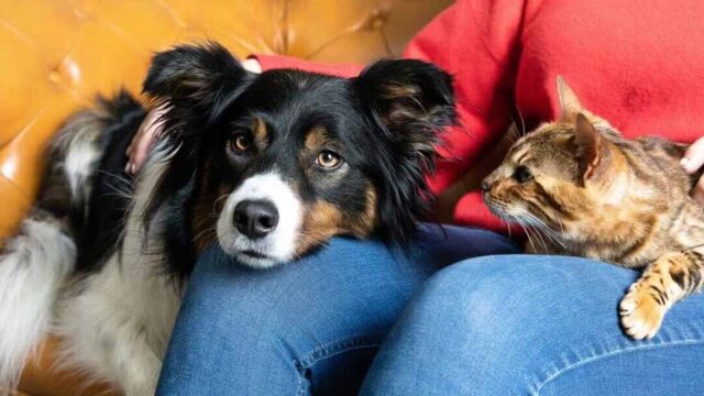dog_cat1.jpg