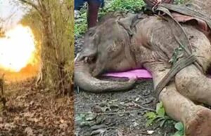 नक्सली हिंसा की चपेट में वन्यजीव: IED धमाके में घायल हाथी की मौत