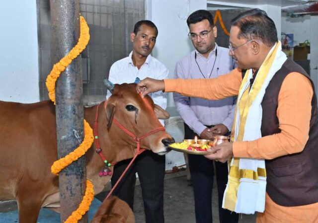 cow-1.jpg