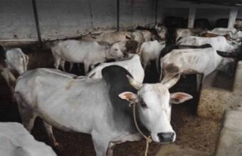 मध्य प्रदेश में एक लाख परिवारों तक पहुंचेगा ‘मैत्री’, जानें पशुपालन कैसे बन सकता है आय का जरिया