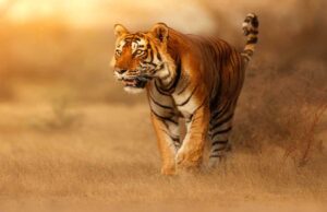 स्टेट टाइगर स्ट्राइक फोर्स मध्यप्रदेश के सरोठिया को मिला अंतर्राष्ट्रीय अवॉर्ड