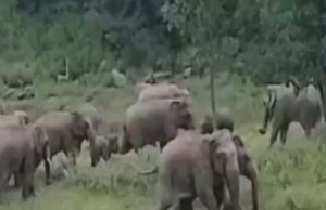 कोरबा–कटघोरा में हाथियों का कहर: फसलें बर्बाद, ग्रामीणों में दहशत