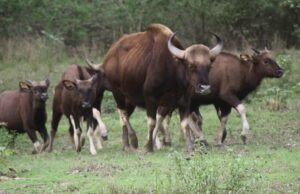 कान्हा नेशनल पार्क में आएंगे असम के वाइल्ड बफेलो, टाइगर रिजर्व में बढ़ेगा वाइल्डलाइफ रोमांच