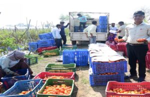 रायपुर : टमाटर की खेती से किसान बन रहे आत्मनिर्भर