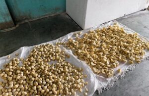 इंदौर में बड़ी कार्रवाई: ‘चिंटू मोमो’ फैक्ट्री सील, 150 किलो मिलावटी माल जब्त