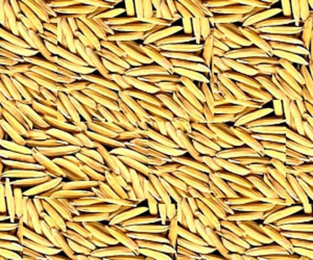 dhan3.jpg