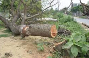 भोपाल-अयोध्या बायपास पर NGT का बड़ा फैसला, पेड़ों की कटाई पर तत्काल रोक