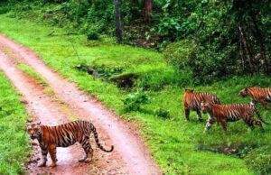 संजय टाइगर रिजर्व में सर्वे, शाकाहारी और मांसाहारी प्राणियों का आकलन, मिली खुशखबरी