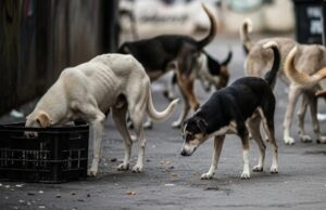 कर्नाटक सरकार करेगी स्ट्रिट डॉग्स की देखभाल, हर कुत्ते पर रोज 50 रुपये खर्च