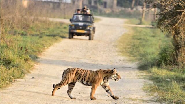 tiger_52_2-1.jpg