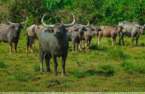 हथियारबंद नक्सलियों के विस्तार के कॉरिडोर अब बनेंगे जंगली भैंसों का घर