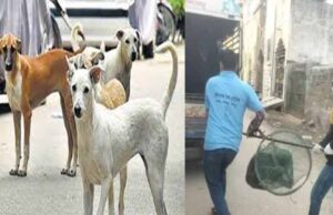 रायपुर में आवारा कुत्तों के काटने की बढ़ी घटनाएं, नगर निगम अमले ने चलाया धरपकड़ अभियान