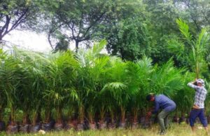 ऑयल पाम की खेती को बढ़ावा, अतिरिक्त अनुदान से किसानों की बढ़ेगी आय