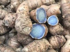 पीली हल्दी तो सभी खाते हैं, लेकिन क्या आपने कभी सुनी है ‘नीली हल्दी’? जानिए इसके चमत्कारी औषधीय फायदे